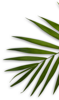 Aesthetic Institute of India